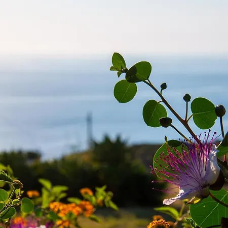 Al Cappero * Malfa (Salina)