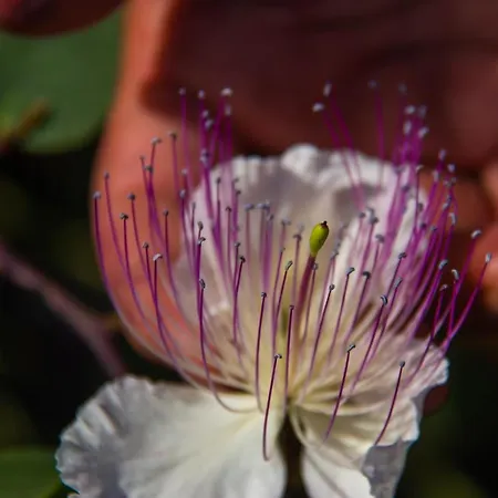 Al Cappero * Malfa (Salina)