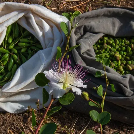 Al Cappero Bauernhof Malfa (Salina)
