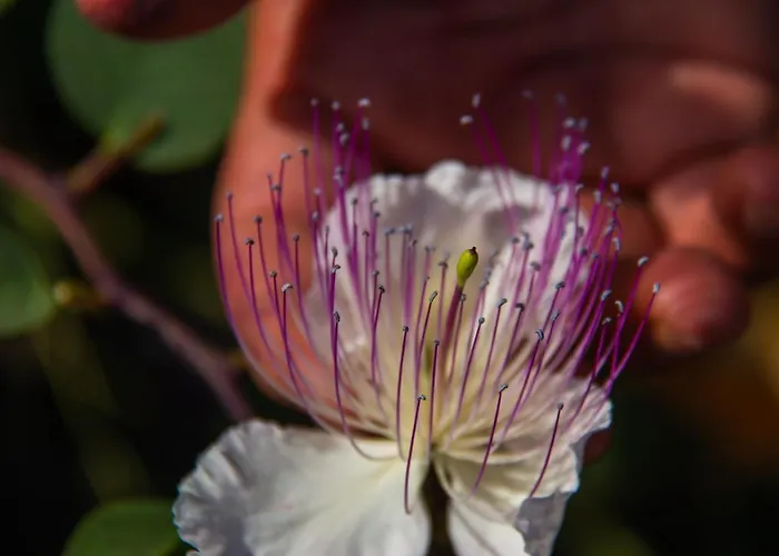 Al Cappero * Malfa (Salina)