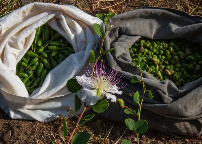 Al Cappero Vakantieboerderij Malfa (Salina)